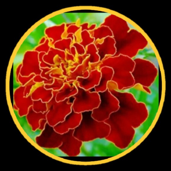 shop_marigold